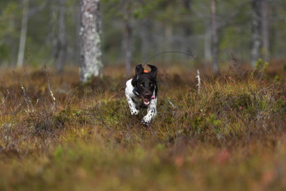 Mycket viktigt: jakt, jakt, jakt!!!