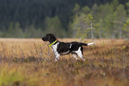 Mycket viktigt: jakt, jakt, jakt!!!